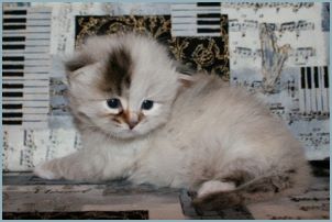 Male Siberian Kitten from Deedlebug Siberians